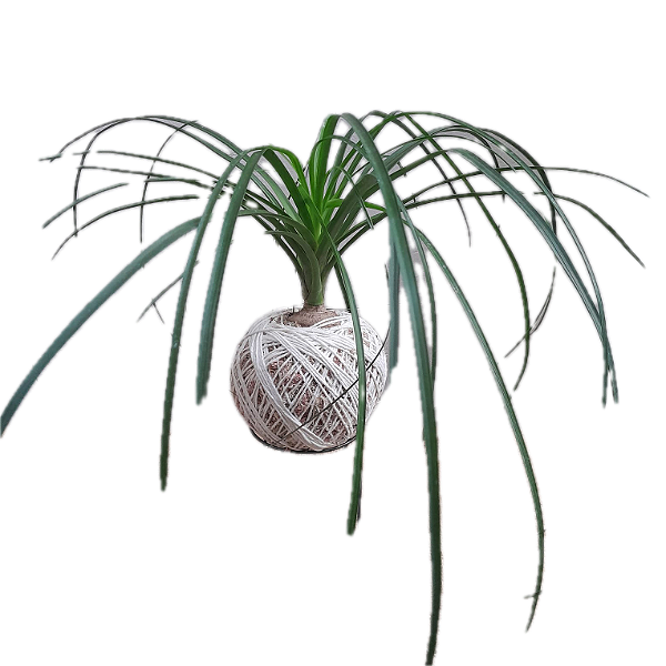 Kokedama de Pata de Elefante