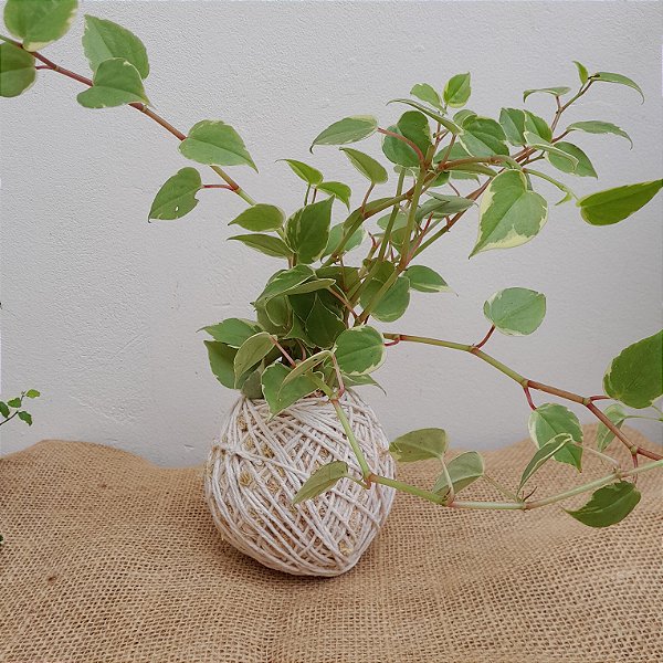 Kokedama de Peperomia pendente
