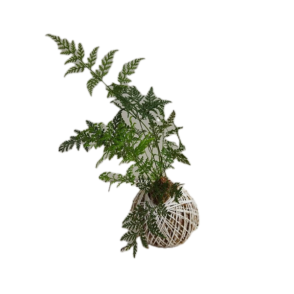 Kokedama de Renda Francesa pequena
