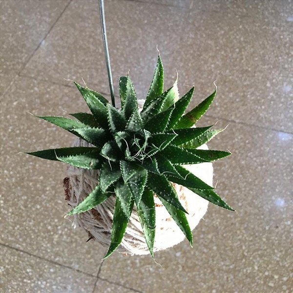 Kokedama de Suculenta Rabo de Tatu