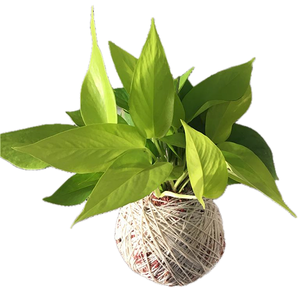 Kokedama de Jiboia Neon