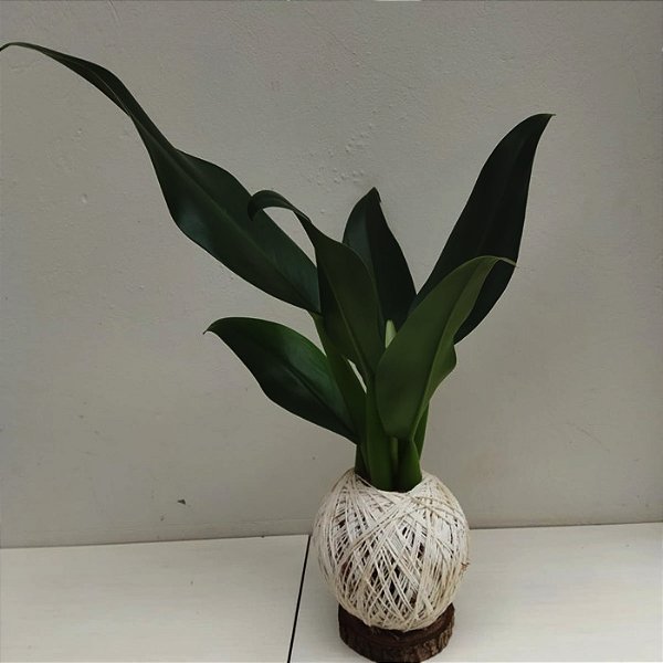 Kokedama de Pacová (Philodendron martianum) Acabamento Barbante Fio Cru