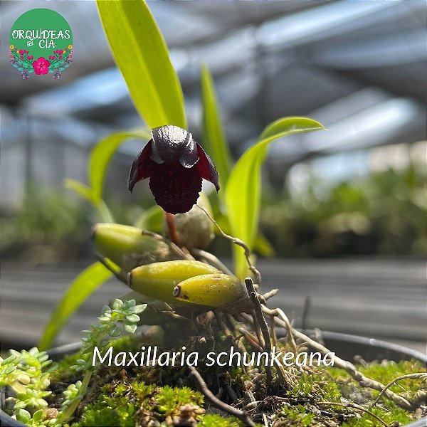 Maxillaria schunkeana (Mini Orquídea Negra)