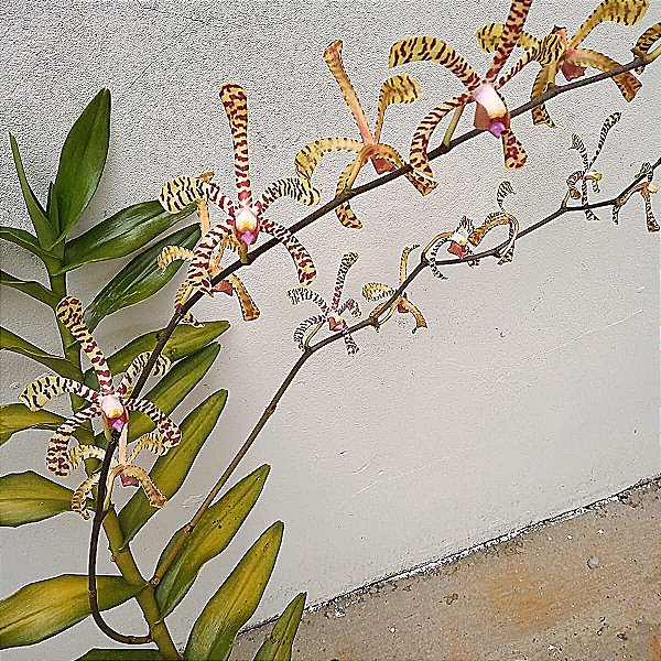 Arachnis