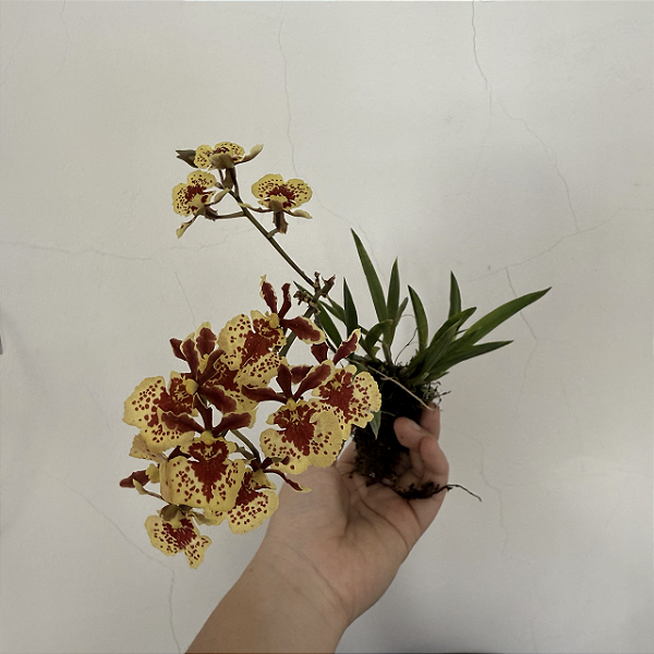 Oncidium equitante / Tolumnia