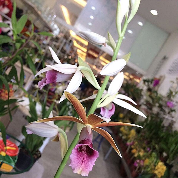 Phaius tankervilleae (Capuz de Freira) - Orquídeas & Cia