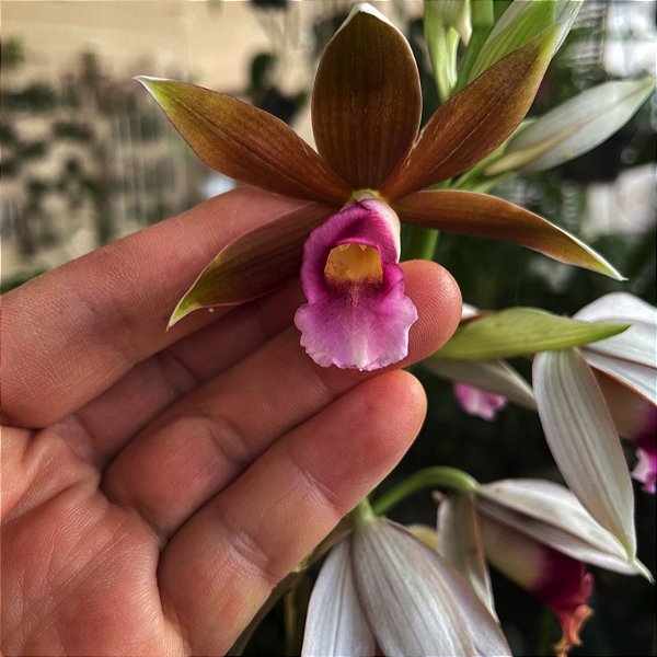 Phaius tankervilleae (Capuz de Freira)