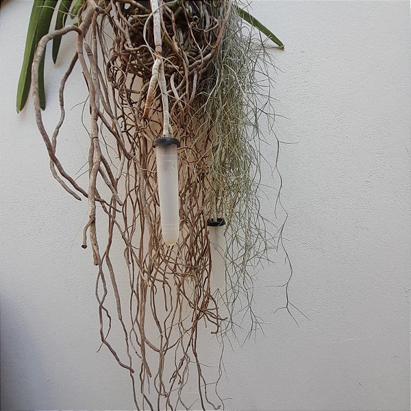 Tubete de Água para Orquídeas Aéreas (Vandas, Ascocendas, etc)
