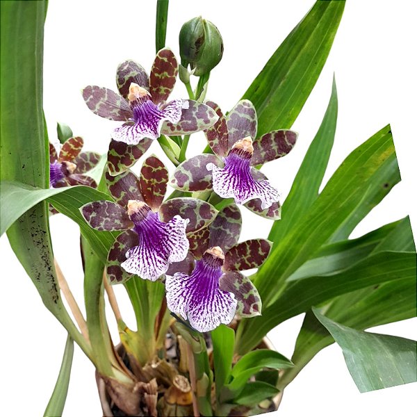Zygopetallum