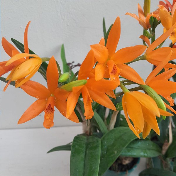 Laeliocattleya trick or treat