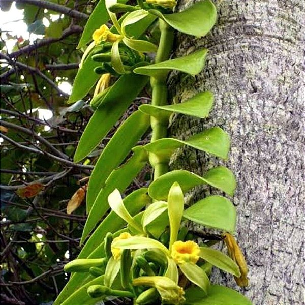 Vanilla planifolia (Baunilha) - Orquídeas & Cia
