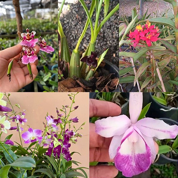 Kit Orquídeas Espécies Variadas