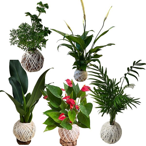 Kit 5 Kokedamas Médios