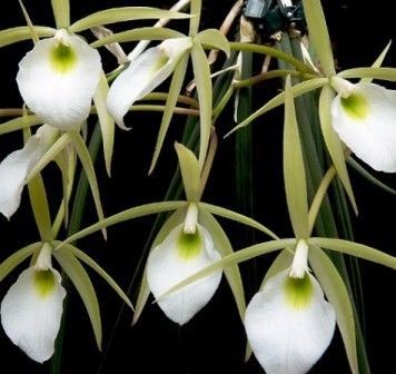 Brassavola perrini (Orquídea cebolinha)
