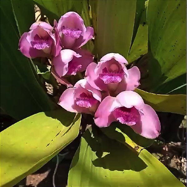 Bifrenaria tyrianthina