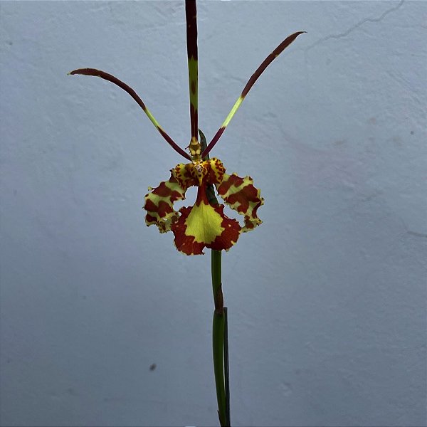 Oncidium papilio (Psychopsis papilio) Orquídea Mariposa