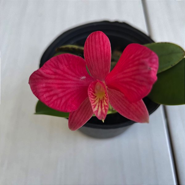 Sophronitis wittigiana (Cattleya wittigiana)