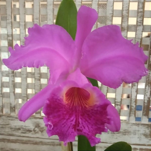 Cattleya luedemanniana x Lc. Nobile's Emotions