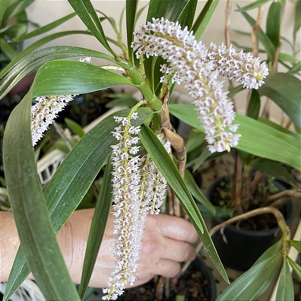 Eria multiflora (Pinalia multiflora)