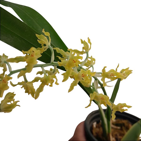 Gomesa sp