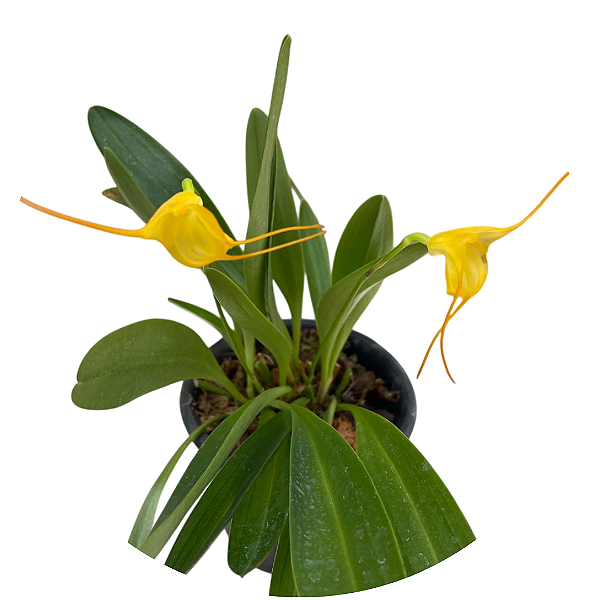 Masdevallia Angel Frost