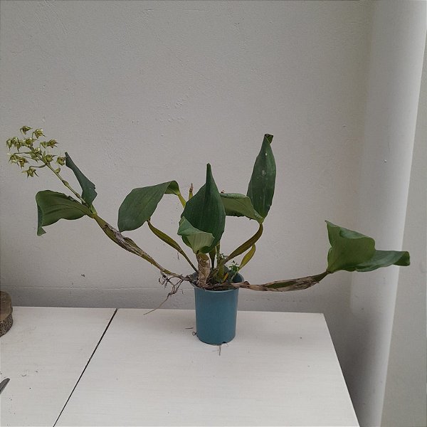 Dendrobium polysema