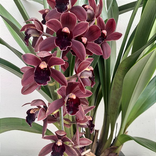 Cymbidium black shower muda Orquídea Negra