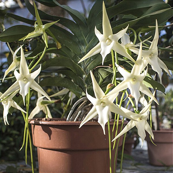 Angraecum sesquipedale (Orquídea de Darwin) - Orquídeas & Cia