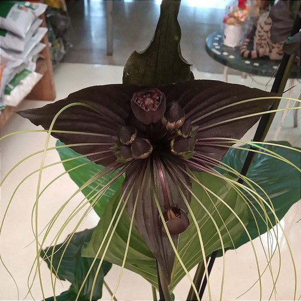 Flor-morcego (Tacca chantrieri) - Orquídeas & Cia