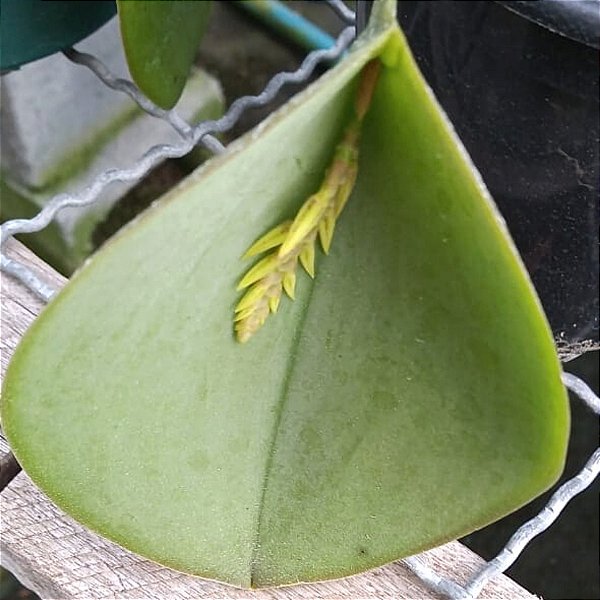 Acianthera pectinata (Pleurothallis pectinata)