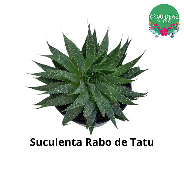 Suculenta Rabo de Tatu
