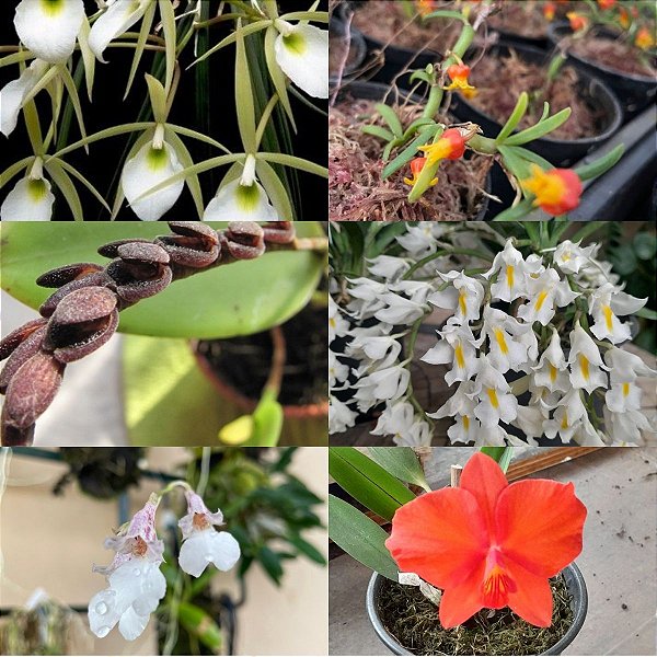 KIT MINI ORQUÍDEAS