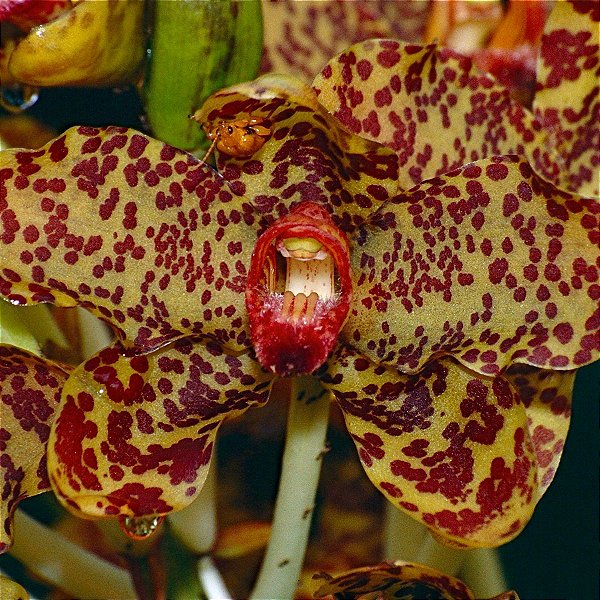 Orquídea Gigante Grammatophyllum speciosum - Orquídeas & Cia