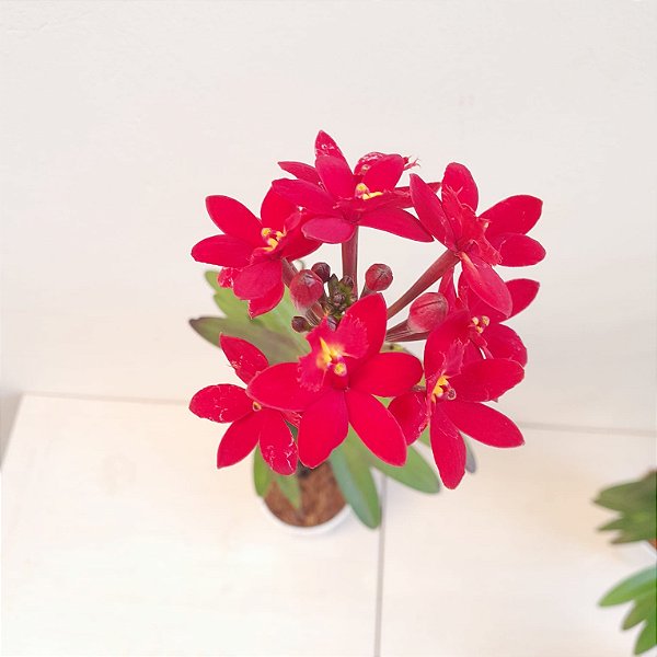 Epidendrum vermelha