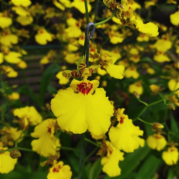 Oncidium aloha (Chuva de Ouro)