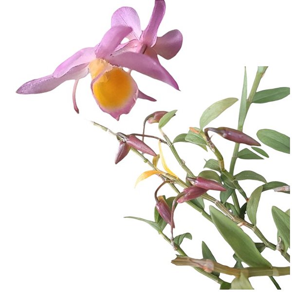 Dendrobium loddigesii