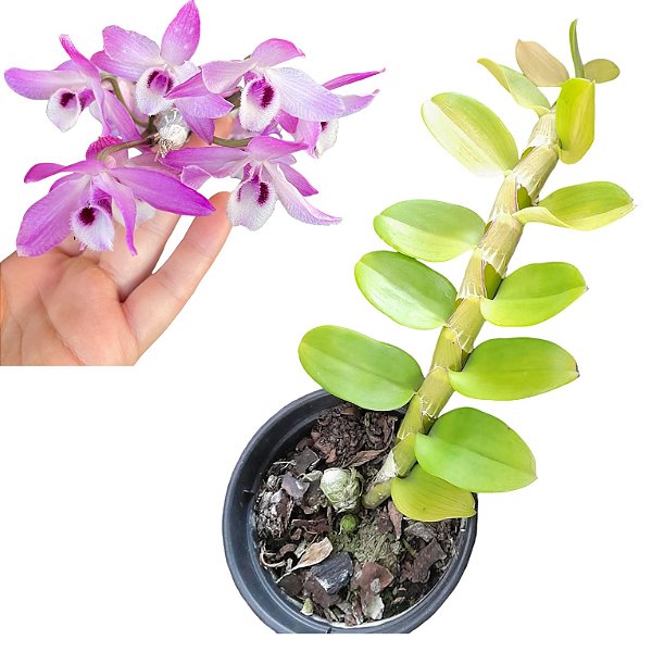 Dendrobium parishii pink