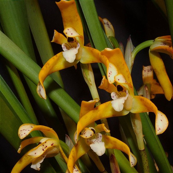 Maxillaria picta