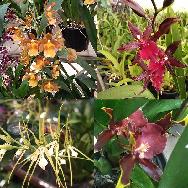 Oncidineas (cores diversas) - Orquídeas & Cia