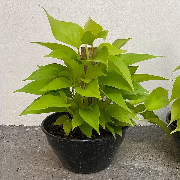 Folhagem Jiboia Neon (Vaso de Cuia)