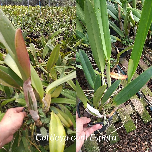 Cattleya Muda Adulta com Espata (cores variadas)