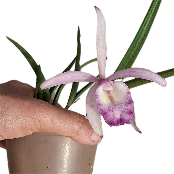Brassavola perrini x Cattleya intermedia