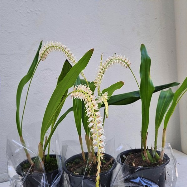 Dendrochillum glumaceum (cheiro de talco de bebê)