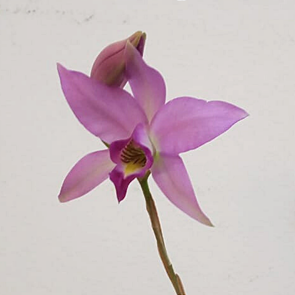 Laelia anceps