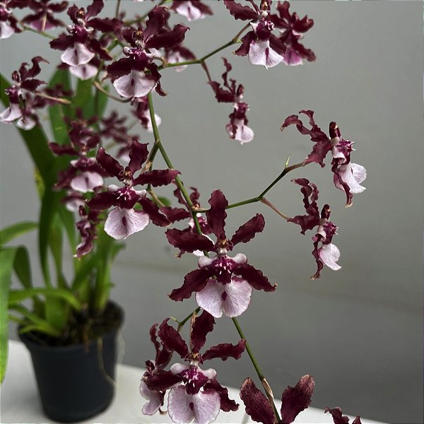 Oncidium Sharry baby (Orquídea chocolate)