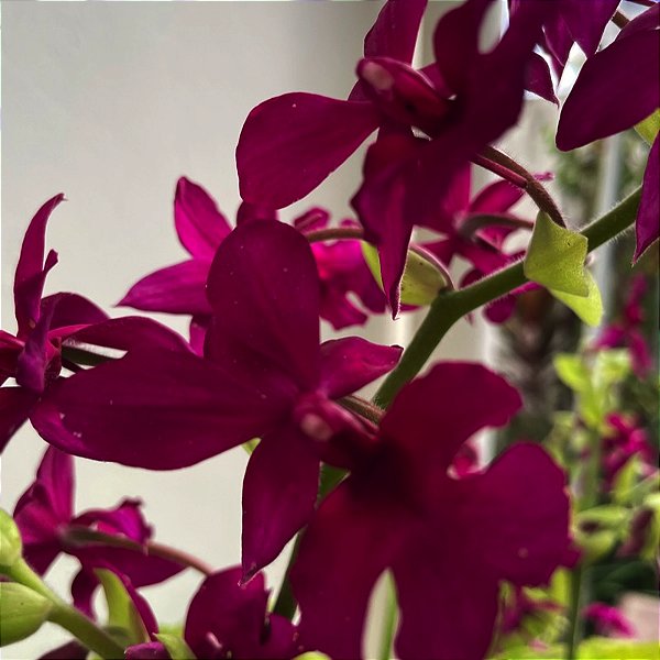 Calanthe vestita vermelha