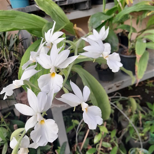 Calanthe vestita alba (branca)