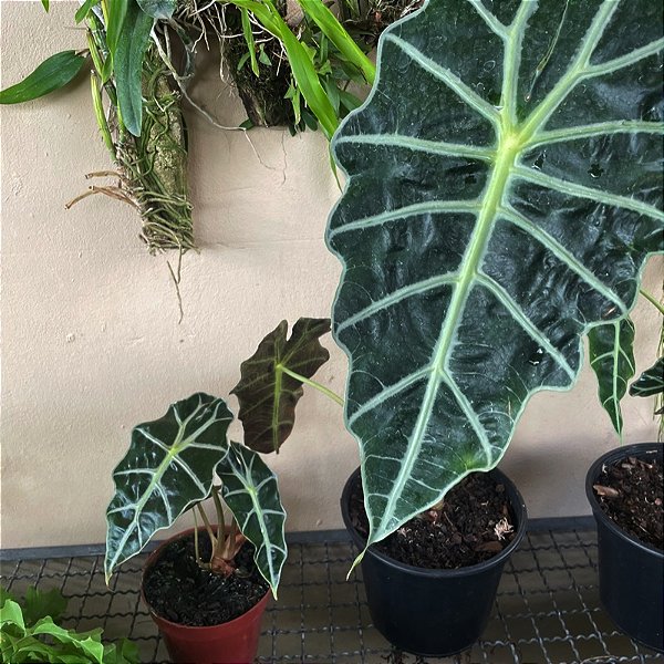 Folhagem Alocasia amazonica