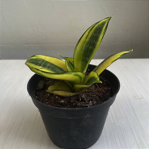 Folhagem Espadinha golden (Sansevieria Golden Hahnii)
