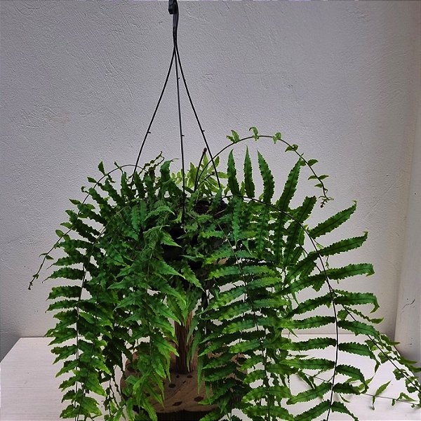 Folhagem Samambaia de Metro ADULTO (Polypodium subauriculatum)